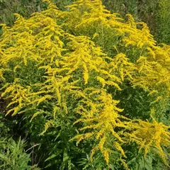 Золотарник Солидаго