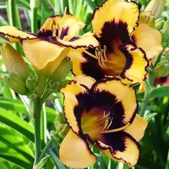 Лилейник Пампкин Бандит