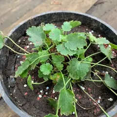 Гейхера карликовая