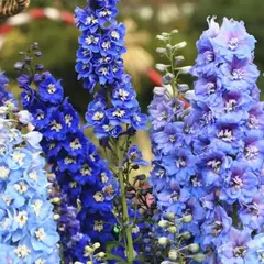 Дельфиниум