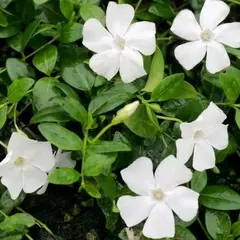 Барвинок малый Гертруда Джэкилл