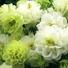 Аквилегия Винки Дабл Вайт энд Вайт