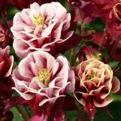 Аквилегия Винки Дабл Ред энд Вайт