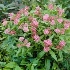 Ваточник инкарнатный Синдерелла