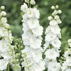 Дельфиниум высокий Дельфис Диамант