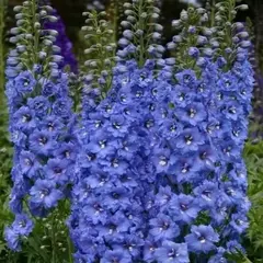 Дельфиниум высокий Дельфис Старлайт