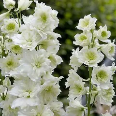 Дельфиниум высокий Хайлендер Морнинг Санрайз