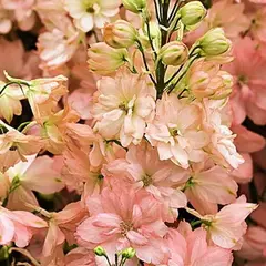 Дельфиниум тихоокеанский Галахад