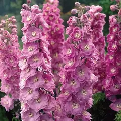 Дельфиниум тихоокеанский Мэджик Фаунтейн пинк