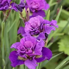 Ирис сибирский Бандл оф Джой