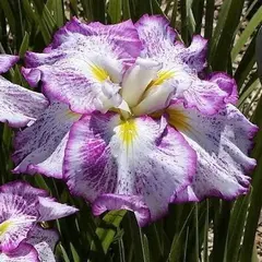 Ирис мечевидный Фреклд Гейша