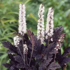 Клопогон простой Брюнет