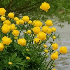 Купальница культурная Голден Квин