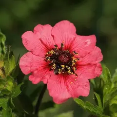 Лапчатка непальская Рон Мак Бис