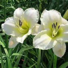 Лилейник Арктик Сноу