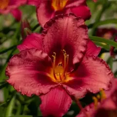 Лилейник Джаз Данс