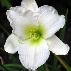 Лилейник Джентл Шеферд