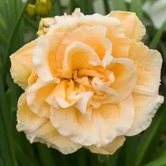 Лилейник Икебана Стар