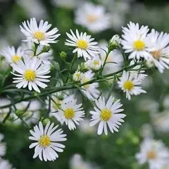 Астра Монте Казино