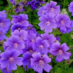 Герань великолепная Роузмур