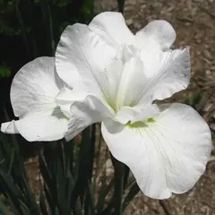 Ирис сибирский Галс Винг