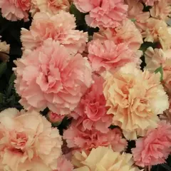 Гвоздика Динамик Априкот