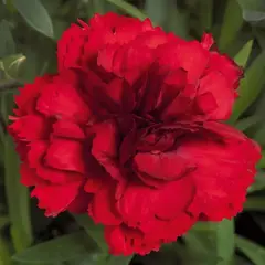 Гвоздика Динамик Дарк Рэд