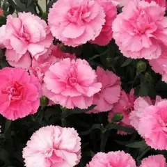 Гвоздика Динамик Пинк