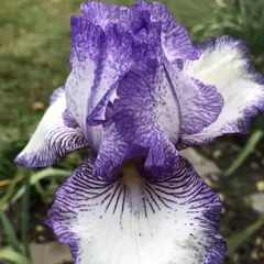 Ирис германский Эрл оф Эссекс