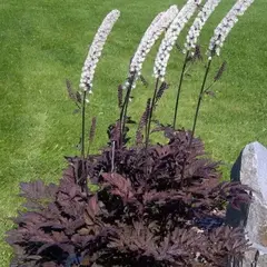 Клопогон Блэк Неглиже