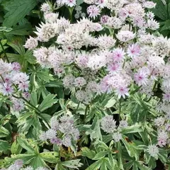 Астранция Санингдейл Вариегата