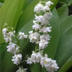 Ландыш майский Пролификанс