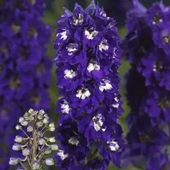Дельфиниум гибридный Мэджик Фонтейн Дарк Блу Вайт Би