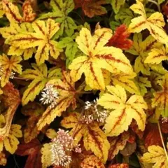 Гейхерелла Санрайс Фолс