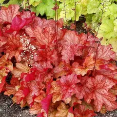 Гейхера Паприка