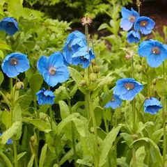 Меконопсис буквицелистный (Гималайский голубой мак)