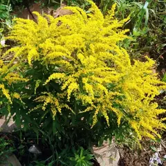 Золотарник канадский Патио