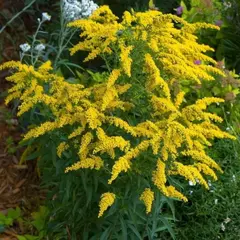 Золотарник гибридный Голд Кинг