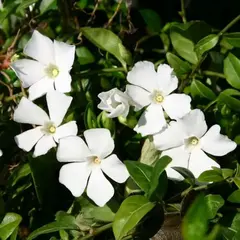 Барвинок малый Альба