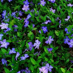 Барвинок малый Ла Грэйв