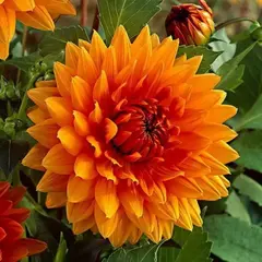 Георгина Нордвайкс Глори