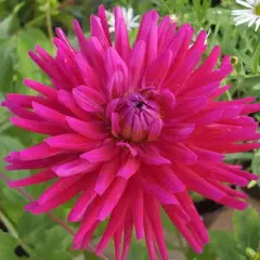 Георгина Орфео