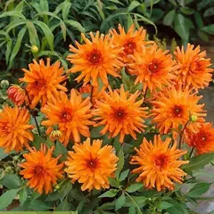 Георгина Оранж Пигми