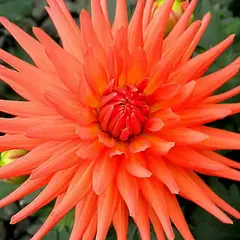 Георгина Парк Рекорд