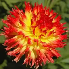 Георгина Пайнлендс Пэм