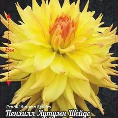 Георгина Пенхилл Аутумн Шейдс