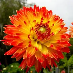 Георгина Процион