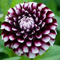 Георгина Райан Си