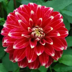 Георгина Ред Рок