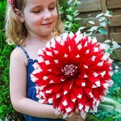 Георгина Ред Эмпайр